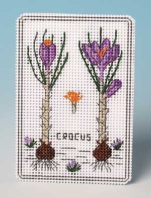 Crocus